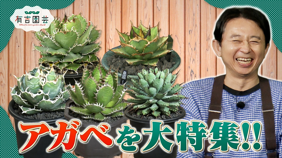 夢が咲く 有吉園芸～Road to start a garden shop～ 3月31日(火)放送分
