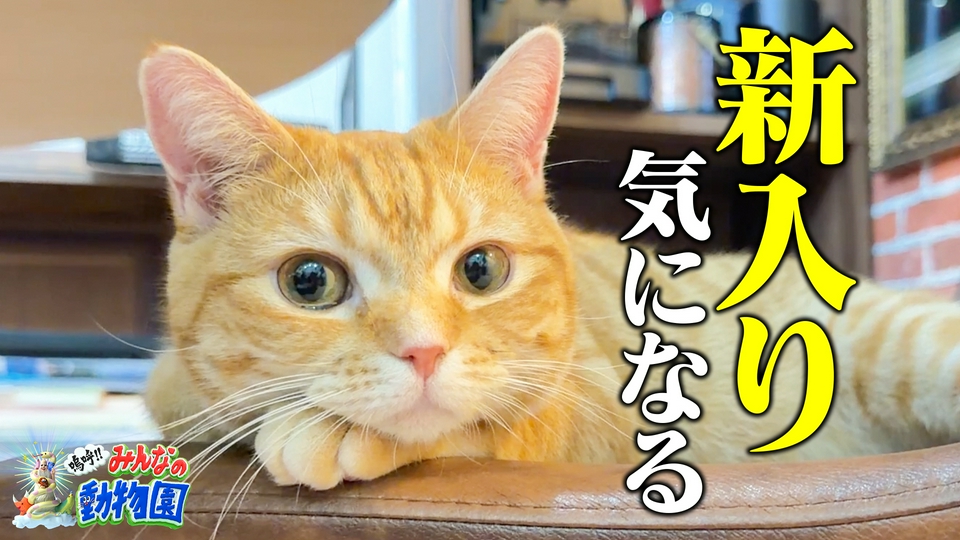 相葉トリミングに森保監督&青木マッチョ新預かり thumbnail