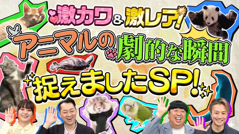 感動体験!アンビリーバボー~わんこの奇跡の贈り物 [DVD] 51OfIQi8yBL._UF350,350_QL50_.jpg