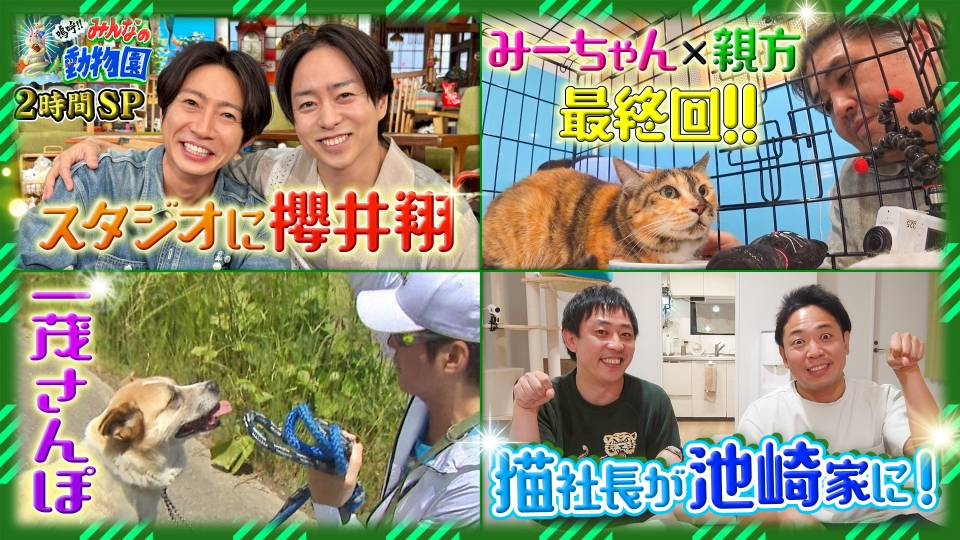 みーちゃん 二子山親方の預かり猫・みーちゃんを巡る“恋のバトル”に新展開
