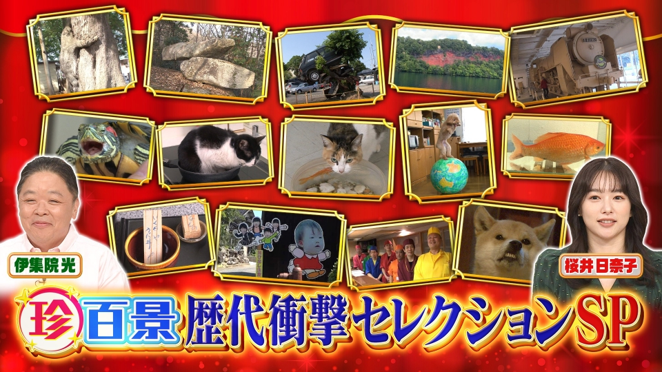 ナニコレ珍百景 8月31日(日)放送分 衝撃！可愛すぎるネコやイヌ