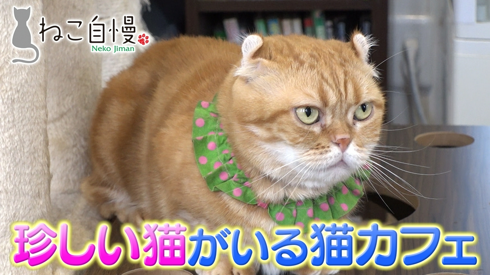 ねこ自慢 9月16日(水)放送分 サンシャイン池崎が多彩な猫と触れ合える