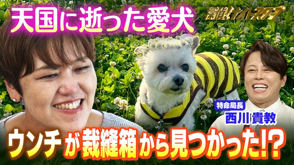 探偵！ナイトスクープ 5月8日(金)放送分 亡き愛犬の形見は裁縫箱にあっ