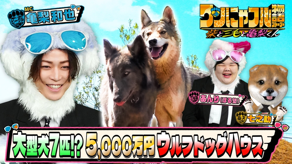 世界を救う！ワンにゃフル物語～柴と三毛と亀梨くん～ 5月28日(水)放送