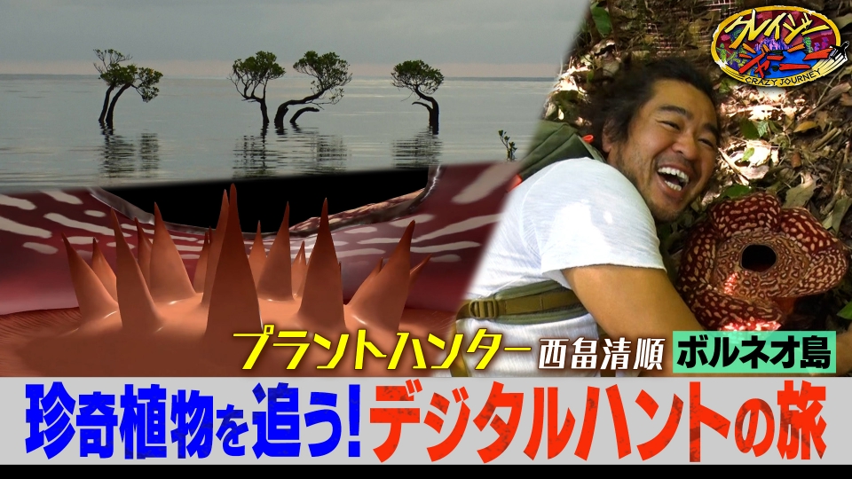 摩訶不思議…珍奇な植物だらけ！ボルネオ旅★超クレイジープラントハンター初登場！ thumbnail