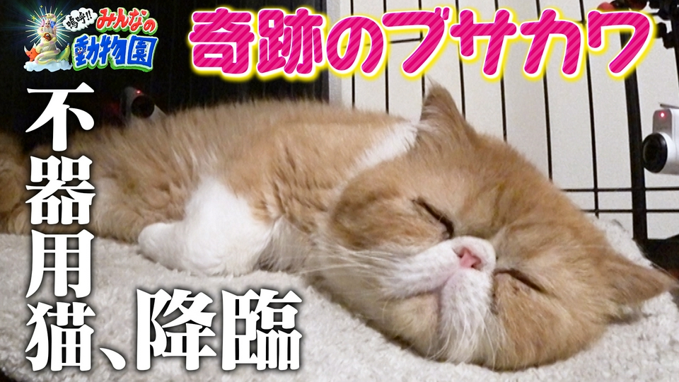 嗚呼!!みんなの動物園 5月23日(土)放送分 保護猫新シリーズ開始!池崎