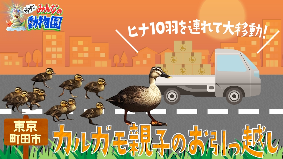 嗚呼!!みんなの動物園 5月27日(土)放送分 1年ぶりカルガモ親子の命がけ