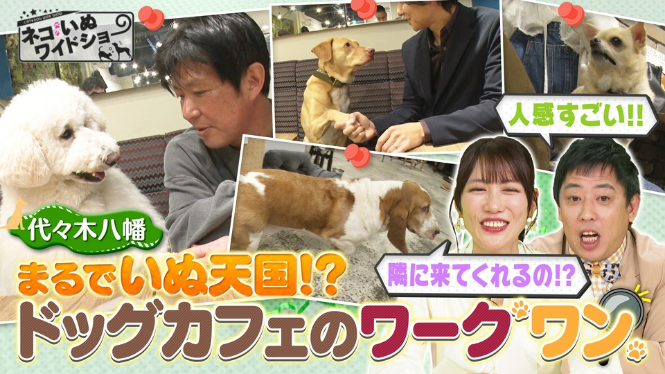 ネコいぬワイドショー 4月23日(木)放送分 いぬ天国!?ドッグカフェの