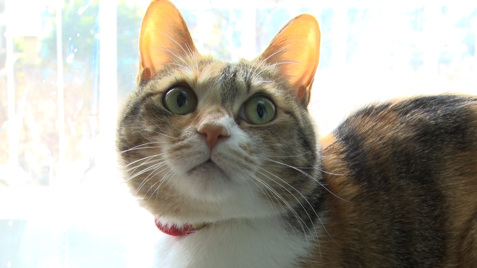 ねこ epazxfjqzb.jpg?v=5