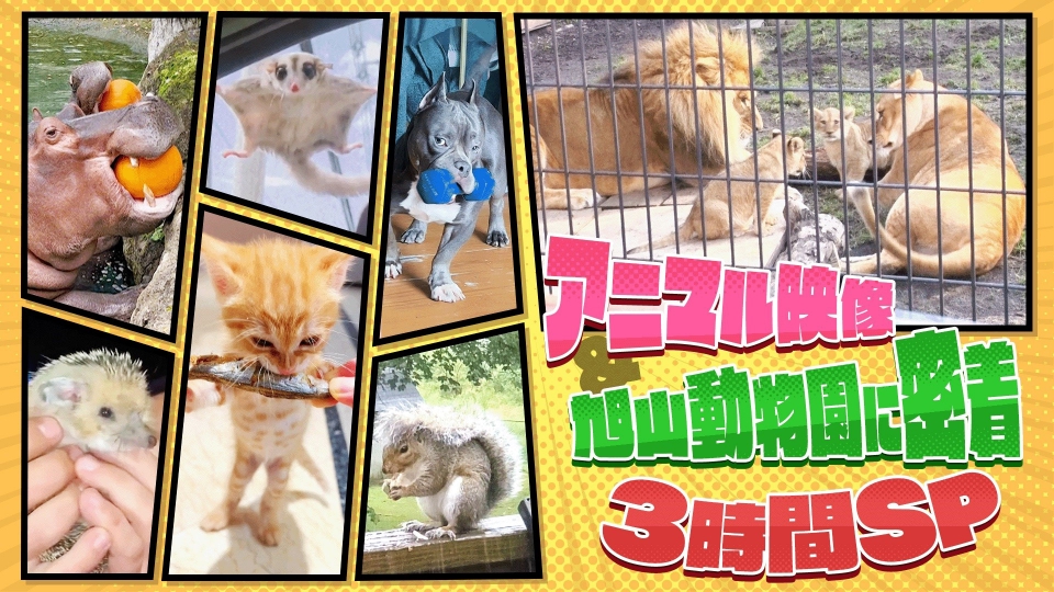 奇跡体験 アンビリバボー 12月8日 木 放送分 胸キュンアニマル 旭山動物園に密着3時間sp バラエティ 見逃し無料配信はtver 人気の動画見放題