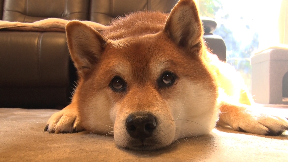 いぬいぬページ Amazon.co.jp: いぬのずかん (コドモエのえほん) : 大森 裕子: 本