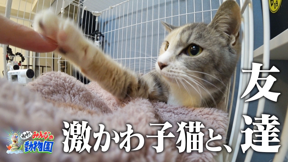 ティモンディ前田×激かわ子猫ケージOPENでハプニング! thumbnail