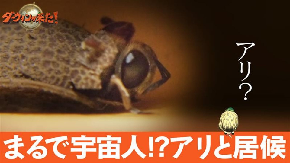ダーウィンが来た! 9月15日(日)放送分 「まるで宇宙人!?アリと居候