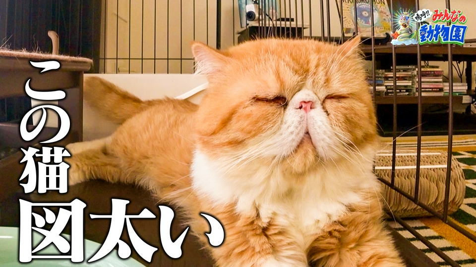 嗚呼!!みんなの動物園 6月27日(土)放送分 ブサカワ猫ニャオハが大喧嘩