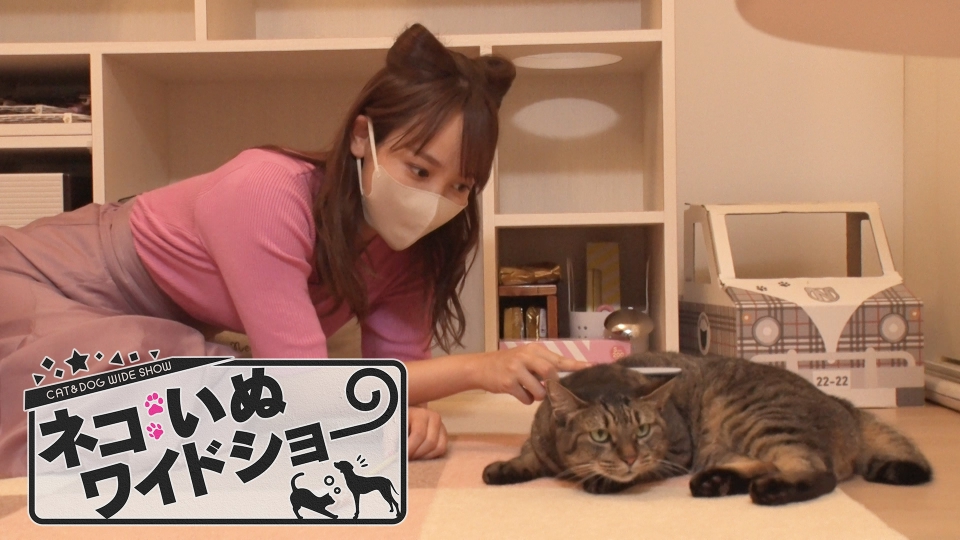 ネコいぬワイドショー 11月10日 木 放送分 5 ゲスト レイザーラモンrg バラエティ 見逃し無料配信はtver 人気の動画見放題