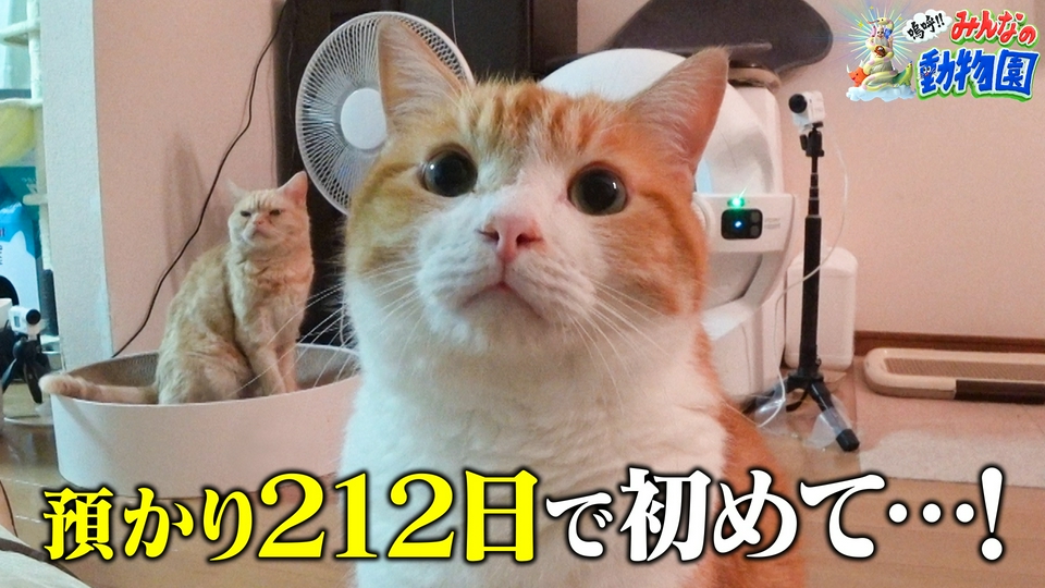 みりちゃむ家のビビり猫が預かり212日で初めて…急成長! thumbnail