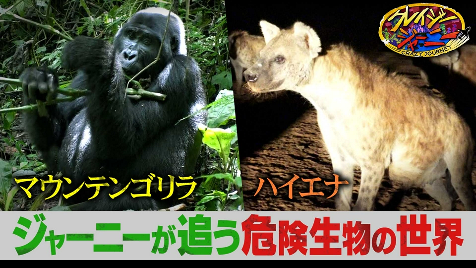 これまでジャーニーたちが追ってきた超危険生物SP！大快挙！島田＆丸山の昆虫コンビが国立科学博物館の特別展示を特別解説！ thumbnail