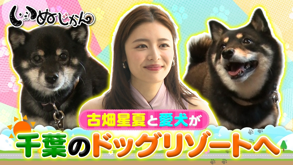 いぬじかん 8月1日(土)放送分 愛犬も紫外線対策！？ワンコ用帽子の専門