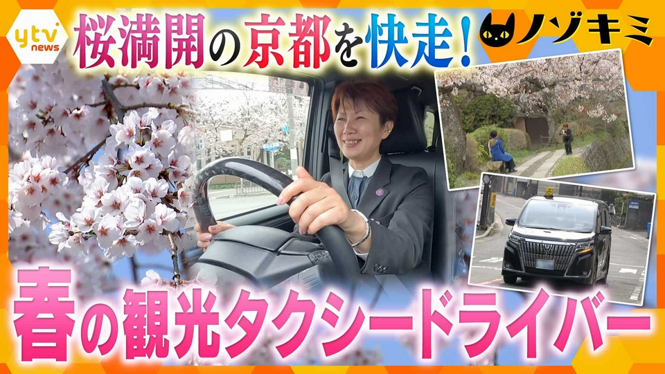再出品！CRM80実働車　京都市内より 厳選！ytvニュース特集 4月17日(金)放送分 桜満開の京都！観光タクシー