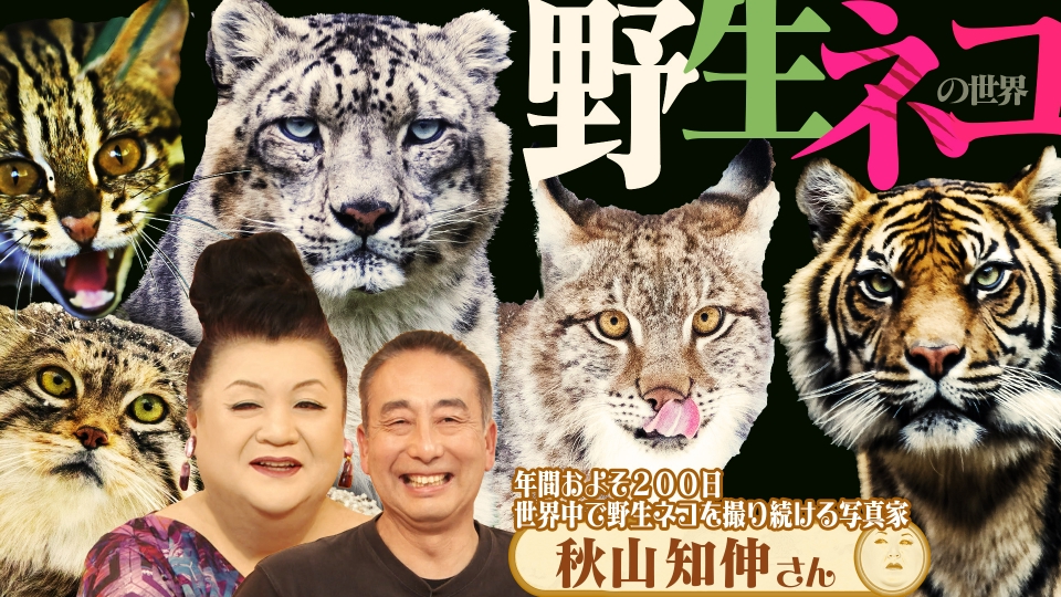 マツコの知らない世界 2月24日(火)放送分 前半「野生ネコの世界