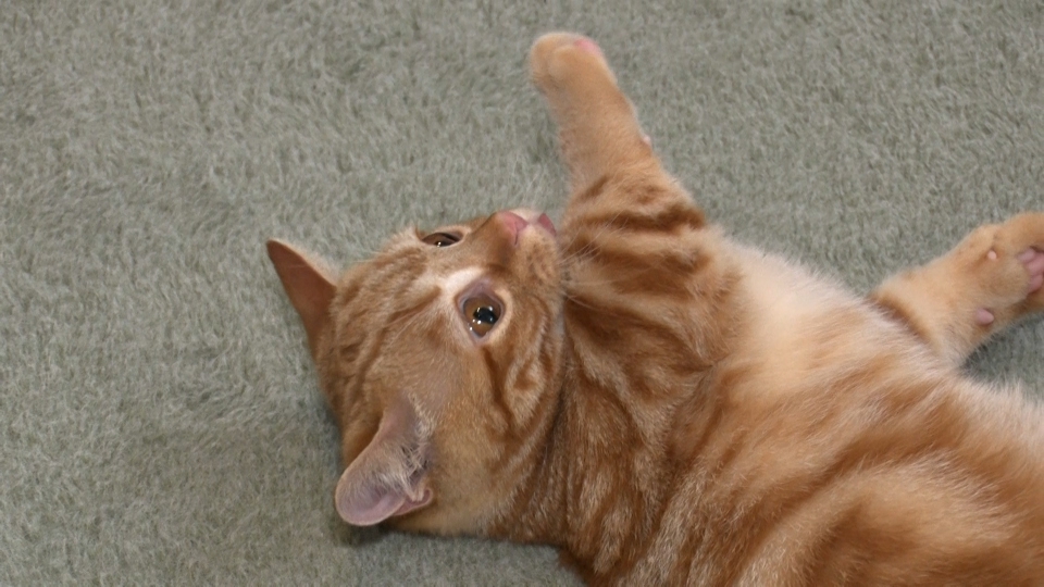 ねこ自慢 5月15日(水)放送分 猫好き俳優・山崎紘菜が保護猫カフェで