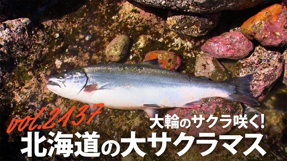 THEフィッシング 5月9日(土)放送分 大輪のサクラ咲く！ 北海道の大