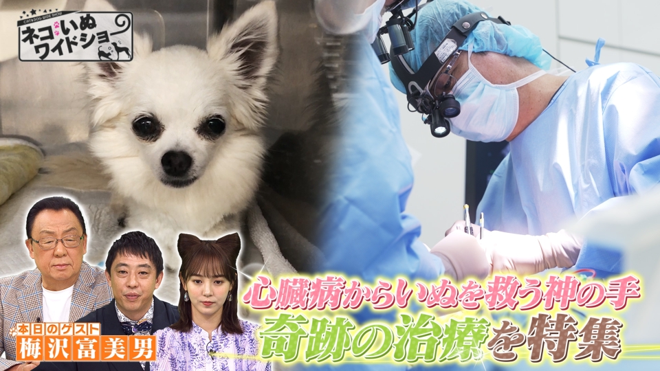 ネコいぬワイドショー 8月23日(金)放送分 ＃92 ゲスト:梅沢