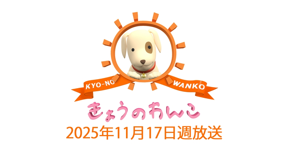 きょうのわんこ 2025/11/17週放送 2025/11/17週放送 きょうのわんこ