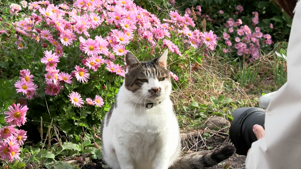 ねこ自慢 1月31日(水)放送分 猫好き芸人ティモンディ初登場！北の大地