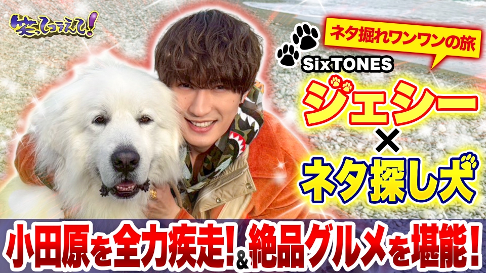 1億人の大質問!?笑ってコラえて！ 1月17日(土)放送分 ジェシーがワンワンの旅参戦!大型犬と全力疾走!?冬の小田原グルメ旅 ｜バラエティ｜見逃し無料配信はTVer！人気の動画見放題