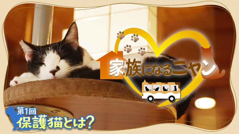 保護猫ファミリー 家族になるニャン 4月1日(火)放送分 保護猫とは？｜バラエティ｜見逃し