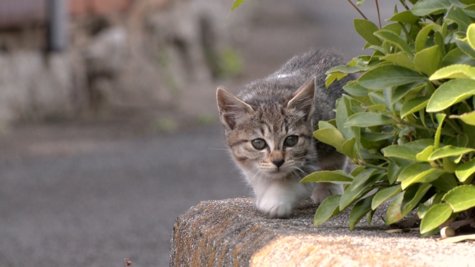 ねこ自慢 1月28日(水)放送分 冬の猫島でニャンコを激写！猫の隣で読書
