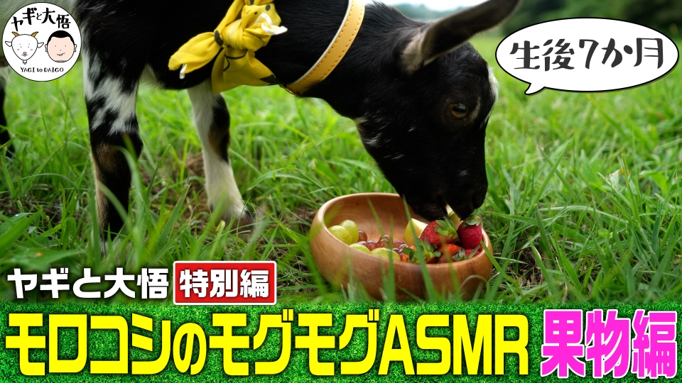 ヤギと大悟 【ヤギと大悟・特別編#3】モロコシのモグモグASMR