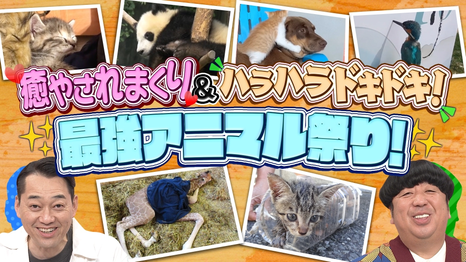 奇跡体験！アンビリバボー 1月22日(水)放送分 ハラハラドキドキ
