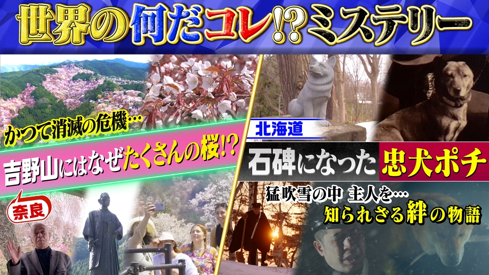 世界の何だコレ！？ミステリー 5月7日(水)放送分 吉野山になぜたくさん