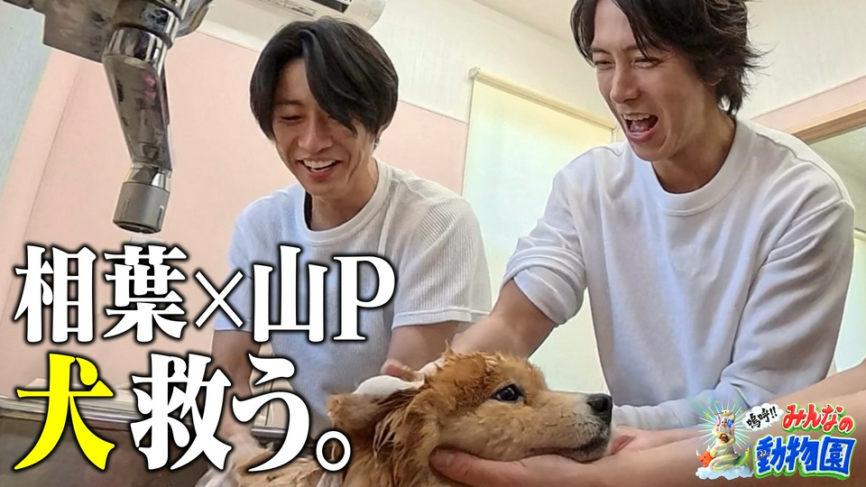 子猫ワカメ最終回&多頭飼育の現場に相葉と山P thumbnail