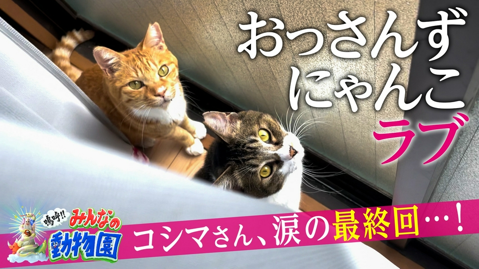 アンゴラ村長&おじさん保護猫コシマさん涙の最終回…! thumbnail