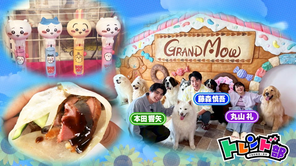 き*ん様 A34超特選！トレンド某テレビ局のロゴにそっくり！珍パキポディウム　グ 王様のブランチ 5月10日(土)放送分 トレンド部『あの人気
