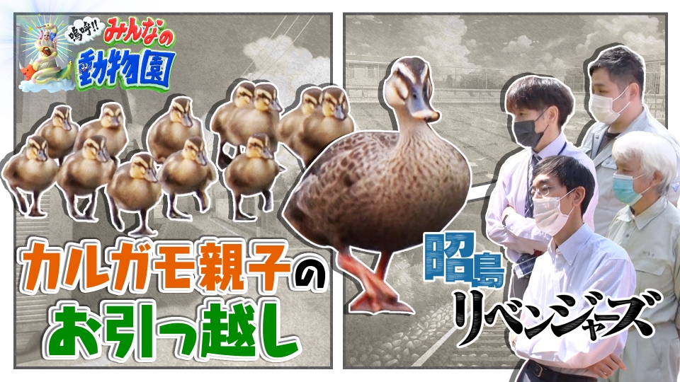 嗚呼!!みんなの動物園 7月15日(土)放送分 番組史上最長距離カルガモ
