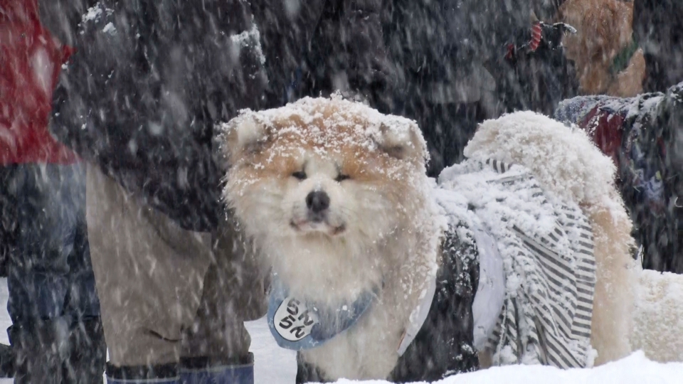 いぬじかん 4月19日(土)放送分 秋田で400年続くワンコのお祭りに