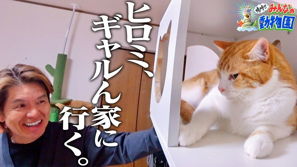 池崎×目が見えない天才猫&みりちゃむ家にヒロミ thumbnail