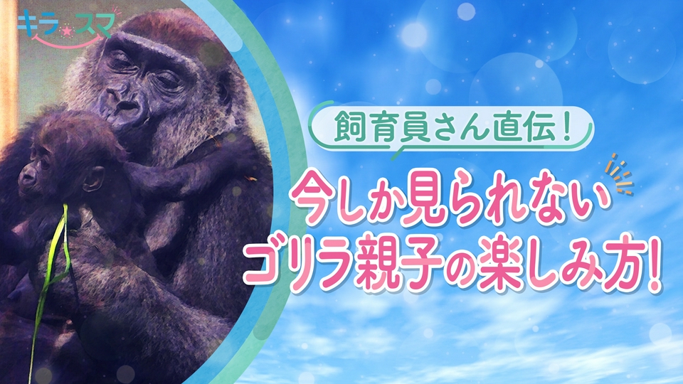 キラスマ 9月9日(水)放送分 飼育員さん直伝！今しか見られないゴリラ