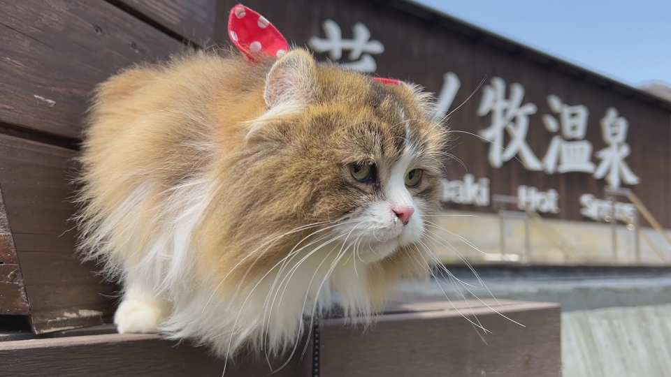 にゃん旅鉄道 7月4日(火)放送分 Vol.206 足湯に入りたいにゃ