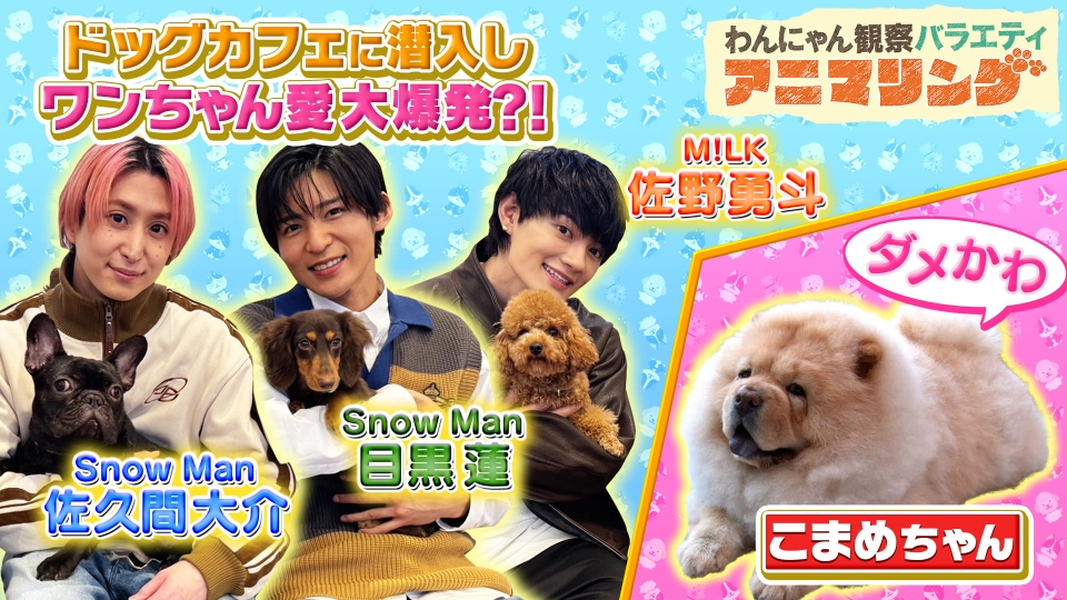 わんにゃん観察バラエティ アニマリング 2月14日(金)放送分 目指せ動物