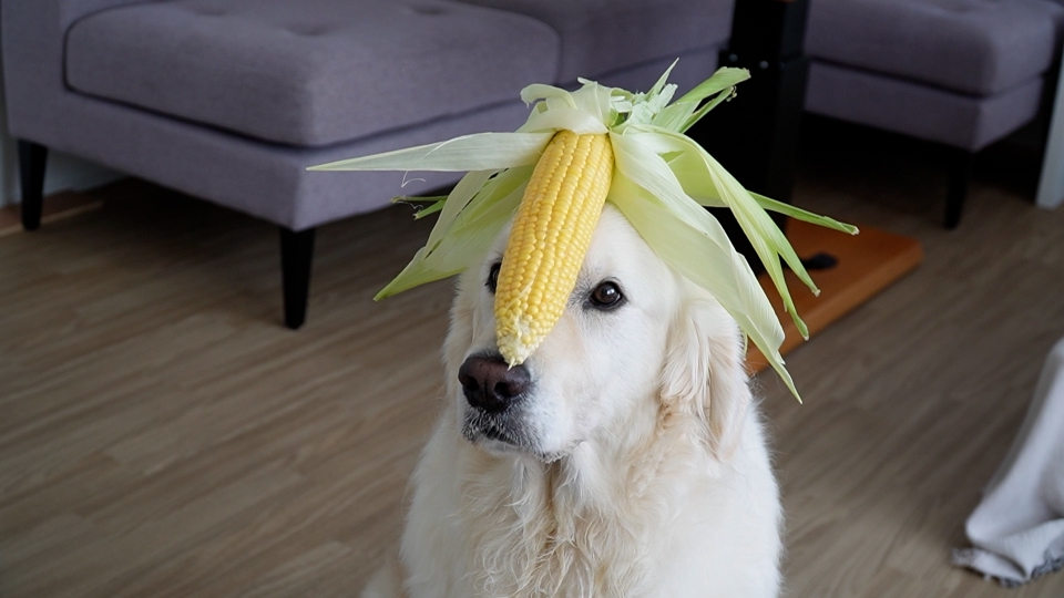 犬走 いぬばしり NO.0〜12（3と11は無し） epuurbd0ec.jpg?v=5