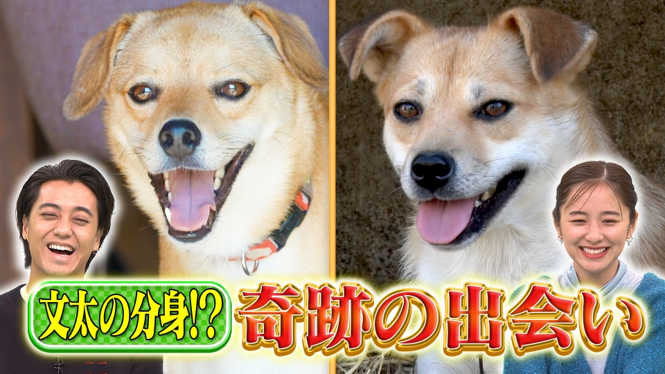 動物王国大全集 4 91S61b7G-7L._UF350,350_QL80_.jpg