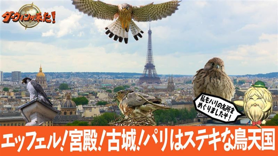 ダーウィンが来た! 9月8日(日)放送分 「エッフェル! 宮殿! 古城