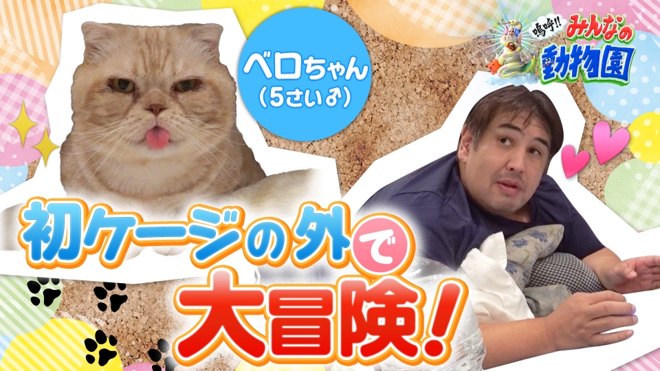 嗚呼!!みんなの動物園 11月11日(土)放送分 ブサかわ猫ベロが初ケージ外