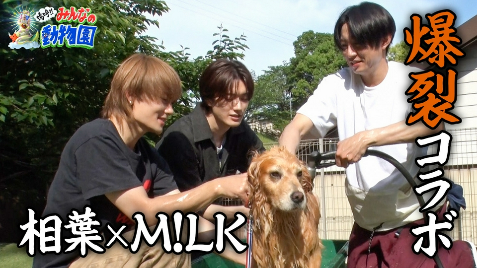 目が見えない天才猫&相葉トリミングM!LK参戦 thumbnail