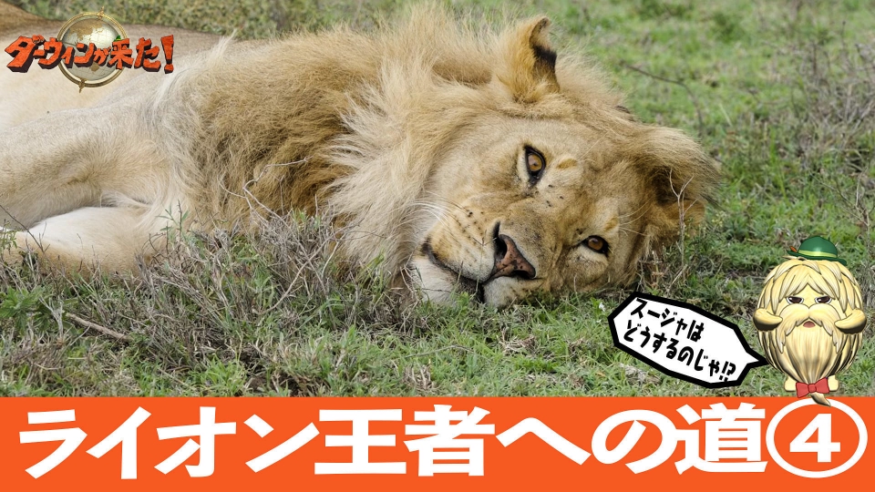 ダーウィンが来た! Amazon.co.jp: ダーウィンが来た!生きもの新伝説DVDブック 2012年 4/25